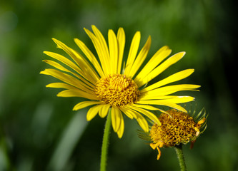 
Yellow daisy flower