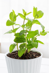 Potted spearmint - スペアミント