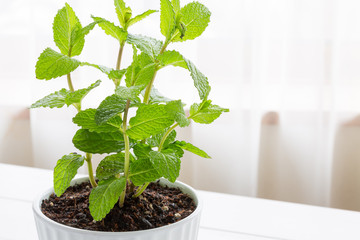 Potted spearmint - スペアミント