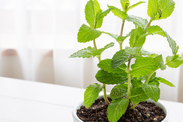 Potted spearmint - スペアミント