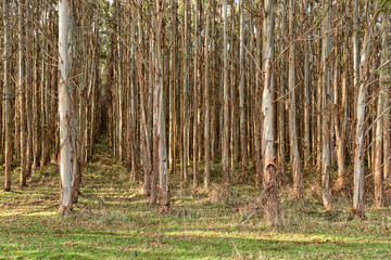 View of forest of eucalypts