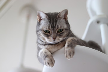 上から見下ろす美しい猫アメリカンショートヘア