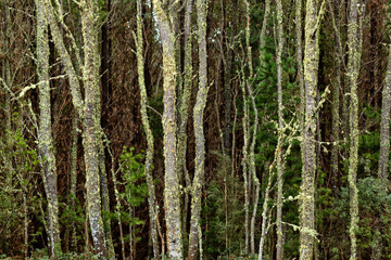 View of moss covered trees in native forest Tasmania