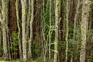 View of moss covered trees in native forest Tasmania