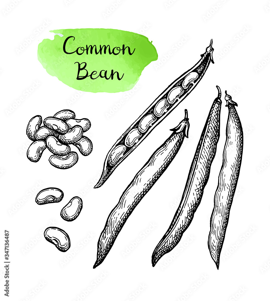 Canvas Prints ink sketch of common bean