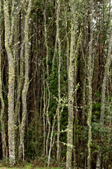 Fototapeta premium View of moss covered trees in native forest Tasmania