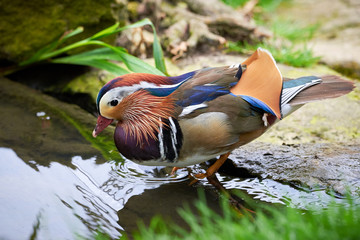 Mandarin duck in natural habitat Aix galericulata)