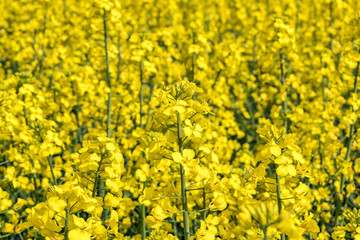 Obraz premium Field of beautiful springtime golden flower of rapeseed with blue sky, canola colza in Latin Brassica napus with rural road and beautiful cloud, rapeseed is plant for green industry