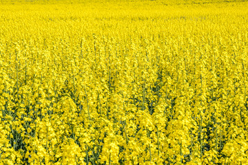 Obraz premium Field of beautiful springtime golden flower of rapeseed with blue sky, canola colza in Latin Brassica napus with rural road and beautiful cloud, rapeseed is plant for green industry