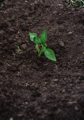 A young plant in the ground. Agriculture.