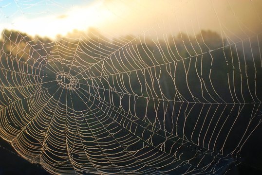 Spiderweb In Dew