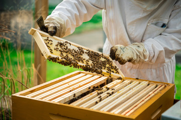 Cadre de ruche d'abeille
