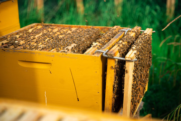ruche d'abeille ouverte avec cadre sur support - obrazy, fototapety, plakaty