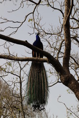 paon  sur un arbre  et ses magnifiques plumes 