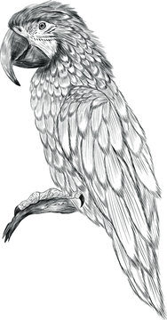 sketch bird parrot macaw stroke black and white