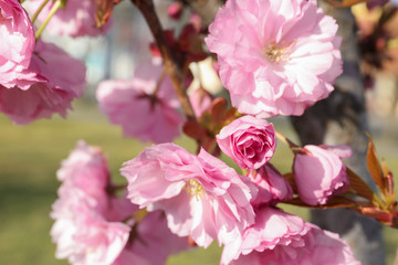 Closeup view of sakura tree with beautiful blossom outdoors. Japanese cherry
