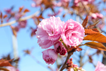 Closeup view of sakura tree with beautiful blossom outdoors. Japanese cherry