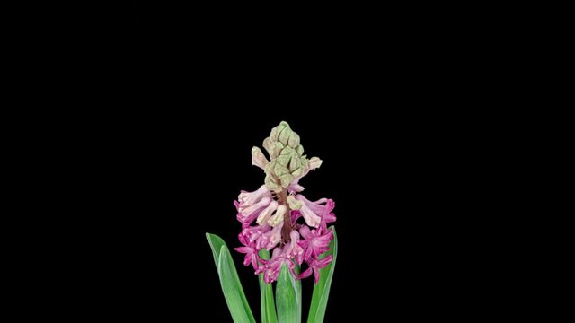 pink hyacinth blooming time lapse on black background.