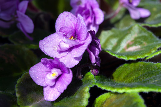 Blooming of African Violet Flowers with Green Leaves