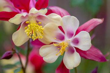 Langspornige Akelei Rose Queen (Aquilegia caerulea) in voller Blüte mit zarten Blütenblättern...