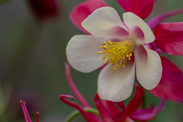 Langspornige Akelei Rose Queen (Aquilegia caerulea) in voller Blüte mit zarten Blütenblättern mit rosa Blüten und weißen Blüten blüht im Frühling und auch als Schnittblume zum Muttertag begehrt