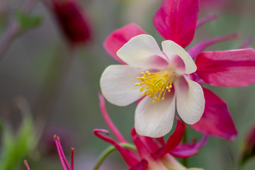 Langspornige Akelei Rose Queen (Aquilegia caerulea) in voller Blüte mit zarten Blütenblättern mit rosa Blüten und weißen Blüten blüht im Frühling und auch als Schnittblume zum Muttertag begehrt