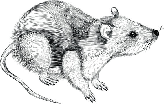 cute rat black and white symbol of new year