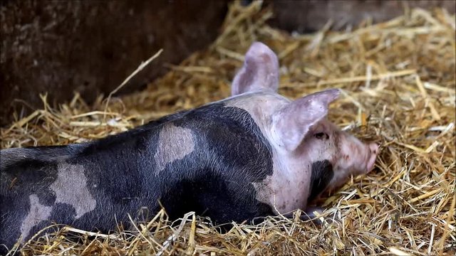small pig lies in straw

