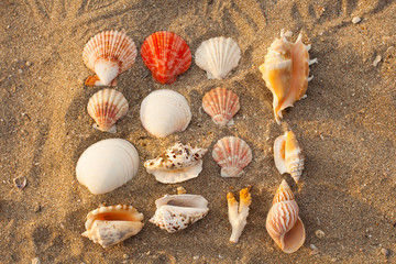 Many beautiful sea shells on the sand on the beach , top view
