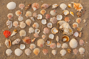 Many beautiful sea shells on the sand on the beach , top view