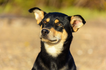 Colorful bright beautiful nature in early autumn