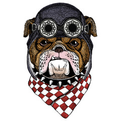 Fototapeta premium Bulldog, dog. Portrait of cute animal. Aviator flying leather helmet with googles.