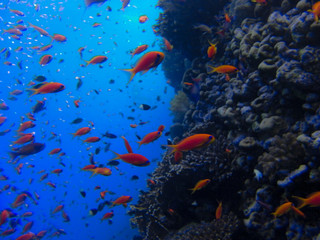 Fototapeta na wymiar Anthias su Barriera Corallina