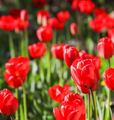 Floral background, red tulips in the garden. Flowers backdrop for holiday brand design