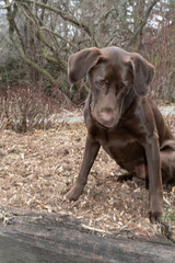 Adult Male Chocolate Lab looking curiously down to the ground