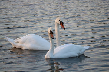 Fototapeta premium Two swans on water