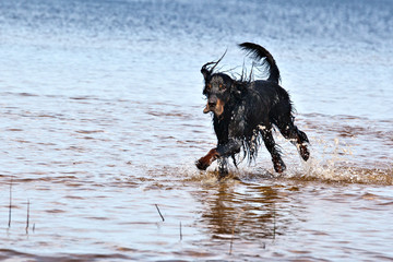 Dynamic portrait of  dog setter Gordon running through the water in spray of water in the sun