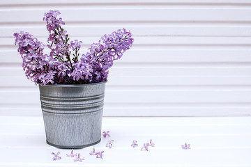 purple lilac branches in a tin bucket on a white wooden background