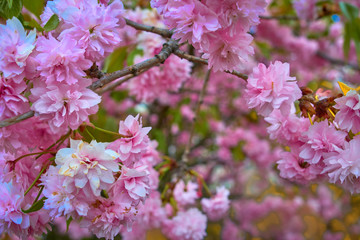 Sakura Flower or Cherry Blossom. Many blooming pink flowers on the branches of the cherry trees.