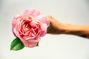 Top view of female hand holding pink rose.