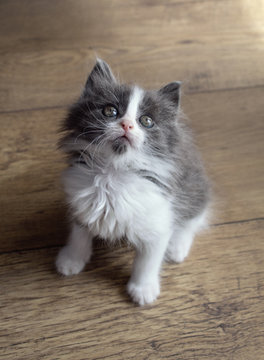 Gray-white fluffy kitten plays fun
