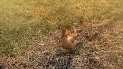 A large rooster stands in grass the on a cloudy day. Manure in the background