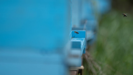 Fototapeta premium Bees flying in honeycomb on bright day