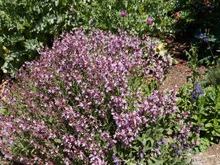 Massif agrémenté de sauge vivace ou sauge des bois rose foncé (Salvia nemorosa)