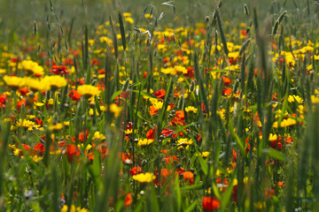 Red and yellow wildflowers among green grass 