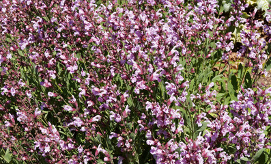 Salvia nemorosa | Sauge vivace 'Rose foncé' aux longs épis de petites fleurs roses lumineuses 