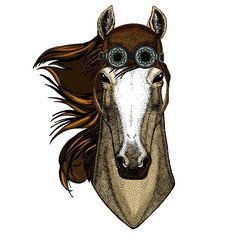 Horse, steed, courser. Portrait of wild animal. Aviator flying leather helmet with googles.