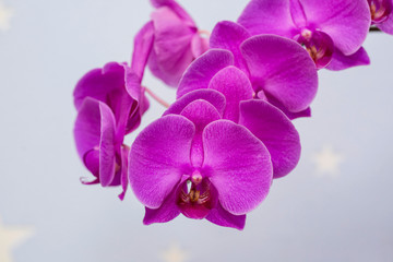 Orchid flower. Beautiful purple Phalaenopsis orchid flowers on bright blue background