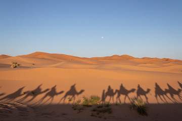 Fototapeta na wymiar Excursión Desierto del Sahara en Merzouga, Marruecos. Viaje en camello a un campamento nómada bereber.