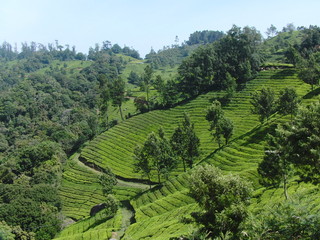 Fototapeta na wymiar Munnar landscape beauty with elevated tea plantations
